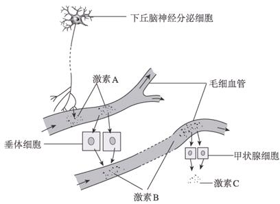 秘鲁玛卡调节荷尔蒙